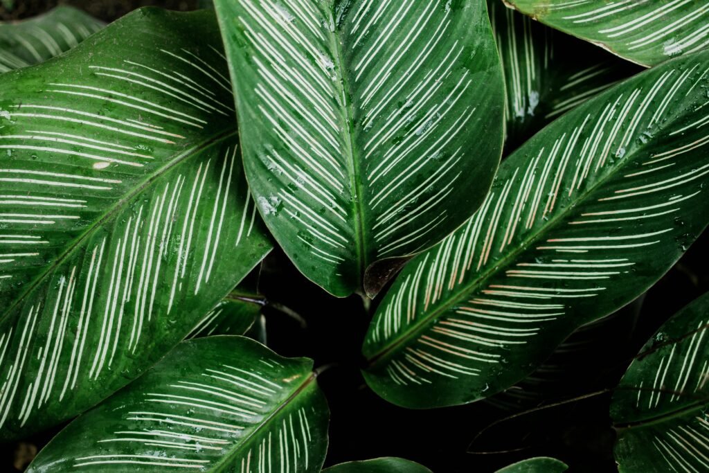 Planta care se roagă. De ce este bine să o ai la tine în casă
