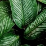 Planta care se roagă. De ce este bine să o ai la tine în casă