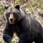 Tragedie în Transilvania. Un bărbat găsit decedat după ce ar fi fost atacat de urs