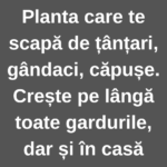 Lavanda, soluția neglectată pe care o au toți pentru a scăpa de țânțari și gândaci