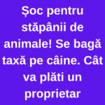 Proprietarii de câini, în fața unei taxe zilnice. Ce condiții trebuie îndeplinite